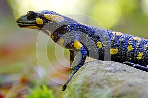 Portrait of Spotted salamander