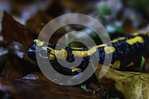 Spotted salamander in autumn