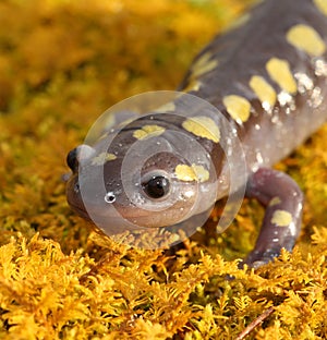 Spotted Salamander