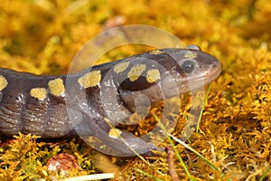 Spotted Salamander