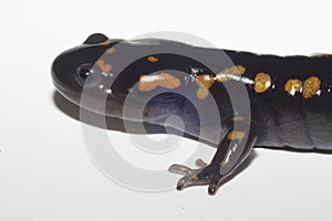 Spotted salamander head