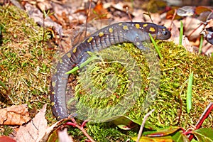 Spotted Salamander Northwoods Michigan