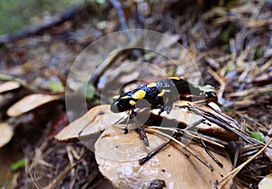 Spotted Salamander Salamandra salamandra in the autumn misty forest