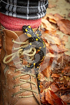 Spotted salamander sitting on the shoe