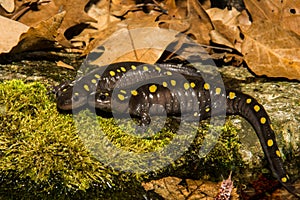 Spotted Salamander