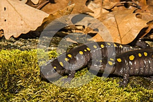 Spotted Salamanders