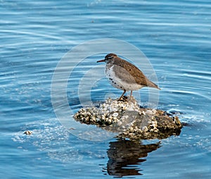 Spotted Sand Piper standing on Barnacle Covered Rock photo