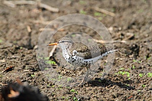 Spotted Sandpiper