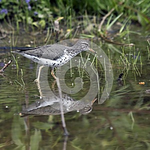 Spotted Sandpiper