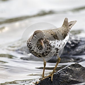 Spotted Sandpiper photo