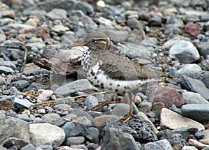 Spotted Sandpiper photo