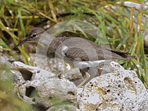 Spotted Sandpiper (Actitis macularius)