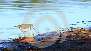 Spotted Sandpiper, Actitis macularius, from Costa Rica