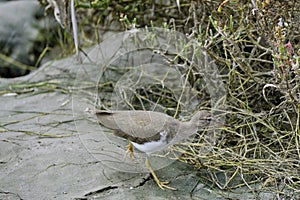 Spotted Sandpiper (Actitis macularius