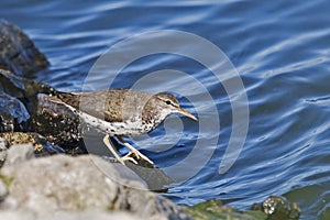 Spotted Sandpiper, Actitis macularius, by the water