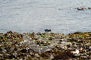 Spotted sandpiper feed on seashore