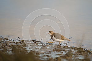 Spotted sandpiper feed on seashore