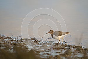 Spotted sandpiper feed on seashore