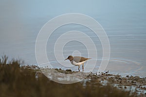 Spotted sandpiper feed on seashore