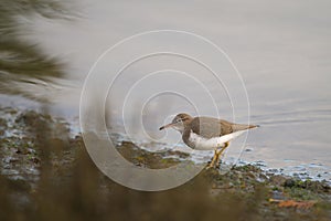 Spotted sandpiper feed on seashore