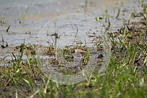 Spotted sandpiper feeding at mudflat