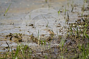 Spotted sandpiper feeding at mudflat