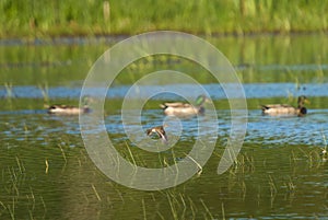 Spotted sandpiper flying at mudflat