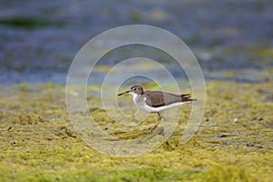 Spotted Sandpiper  Immature  809763