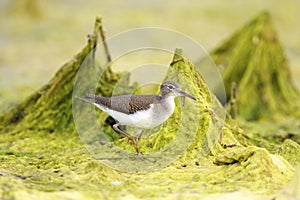 Spotted Sandpiper Immature  809908