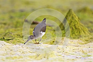 Spotted Sandpiper Immature  809911