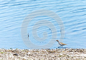 Spotted Sandpiper in Lake Fauvel Fresh Water, Blainville, Quebec, Canada