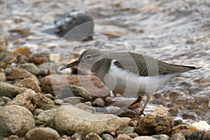 Spotted Sandpiper nonbreeding actitis macularius