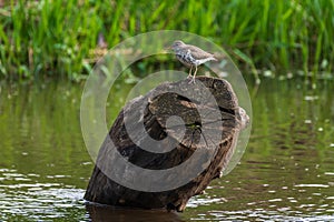 Spotted Sandpiper Perched on Log