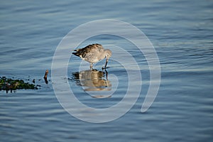 A spotted sandpiper playing with a crab