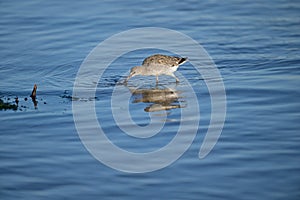 A spotted sandpiper playing with a crab