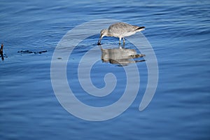A spotted sandpiper playing with a crab