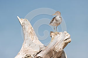 Spotted Sandpiper on Uprooted Tree Stump, Lynde Shores Conservartion Area, Ontario