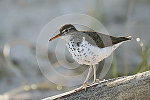 Spotted Sandpiper walking along a piece of driftwood photo