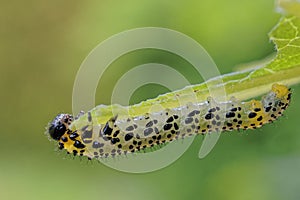 Spotted sawfly larvae