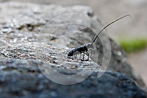 A spotted sawyer beetle in Yellowstone National Park