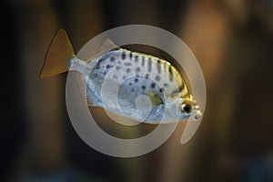 Spotted Scat - Marine fish