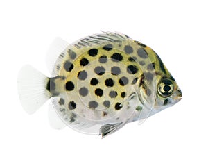 Spotted scat on white background