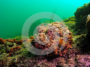 Spotted Scorpionfish photo