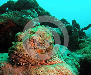Spotted Scorpionfish