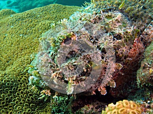 Spotted Scorpionfish