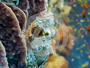 Spotted Scorpionfish Camouflaged in Coral Reef in Moalboal, Cebu, Philippines