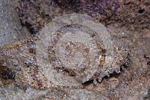 Spotted Scorpionfish on Caribbean Coral Reef