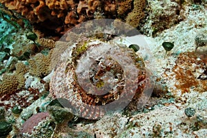 Spotted Scorpionfish -Cozumel