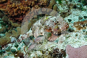 Spotted Scorpionfish Hiding on a Coral Reef