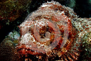 Spotted Scorpionfish (scorpaena plumieri)